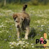 Filou auf Pflegestelle