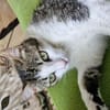 Manchitas die Unkomplizierte