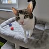 Manchitas die Unkomplizierte