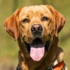 MR. SAM - bildhübscher Labrador-Bub