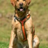 MR. SAM - bildhübscher Labrador-Bub