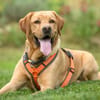 MR. SAM - bildhübscher Labrador-Bub