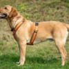 MR. SAM - bildhübscher Labrador-Bub