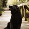 Neo sucht dringend eine Familie