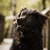 Neo sucht dringend eine Familie