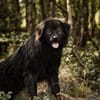 Neo sucht dringend eine Familie