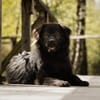 Neo sucht dringend eine Familie