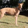 Timón - charmanter Galgo sucht dich