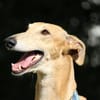 Timón - charmanter Galgo sucht dich