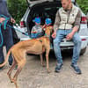 Timón - charmanter Galgo sucht dich