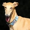 Timón - charmanter Galgo sucht dich