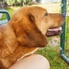 ❤ wundervoller Familienhund ZUCO ❤
