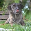 LUCY - süße Hundeschnute sucht Zuhause