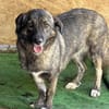 LUCY - süße Hundeschnute sucht Zuhause