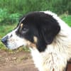 Peppe sucht eine liebe + aktive Familie