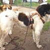 Peppe sucht eine liebe + aktive Familie