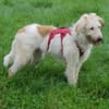 Lustige Lily - 77654 Offenburg