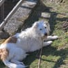 Lustige Lily - 77654 Offenburg