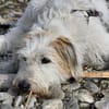 Lustige Lily - 77654 Offenburg