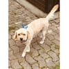 Sunny - wartet in 35619 Braunfels