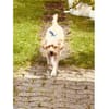 Sunny - wartet in 35619 Braunfels