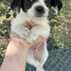 Annika, geb. 04/2025, 51427 Bergisch Gl.