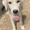 Limja, geb. ca. 04/2022, 35102 Lohra