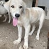 Limja, geb. ca. 04/2022, 35102 Lohra