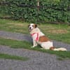 Dafina wartet auf ihrer Pflegestelle