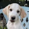 Lila, geb. ca. 03/2025, 58739 Wickede