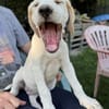 Lila, geb. ca. 03/2025, 58739 Wickede
