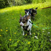 ♥♥Maya sucht ein Zuhause♥♥