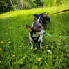 ♥♥Maya sucht ein Zuhause♥♥