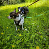 ♥♥Maya sucht ein Zuhause♥♥