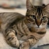 Rancho, behutsames Katerchen,1J in 83064