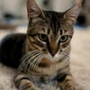 Rancho, behutsames Katerchen,1J in 83064