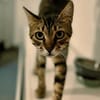 Rancho, behutsames Katerchen,1J in 83064