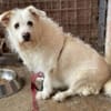 Kleine POPPY sucht Sicherheit und Liebe