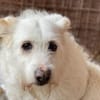 Kleine POPPY sucht Sicherheit und Liebe