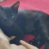 Atlas [Chaton]