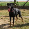 BALTO (réservé)