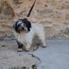 NOUBA HAA24571
