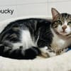 Loucky