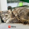Mino