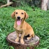 INARI, chiot femelle Berger Créole