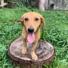 INARI, chiot femelle Berger Créole