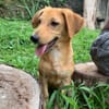INARI, chiot femelle Berger Créole