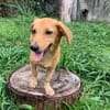 INARI, chiot femelle Berger Créole