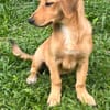 INARI, chiot femelle Berger Créole