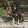 TALLULAH, Berger créole femelle adulte